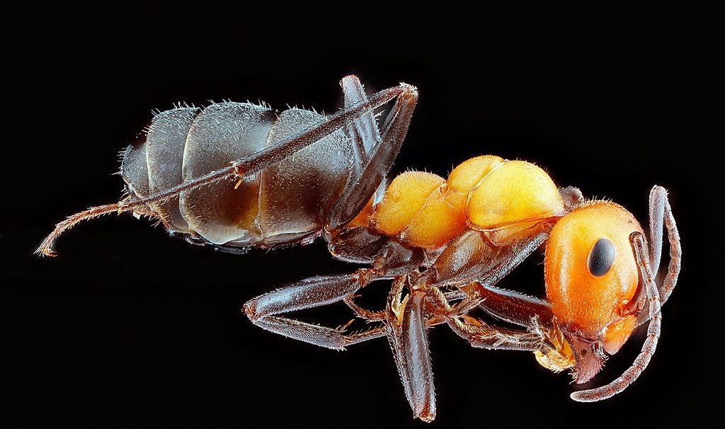 Ant Control service in Castle Rock, CO