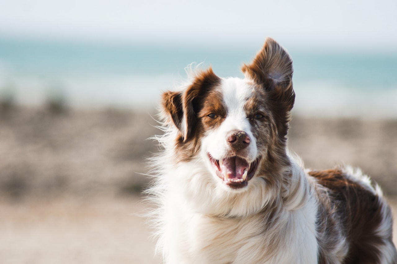 Flea & Tick Control service in Castle Rock, CO