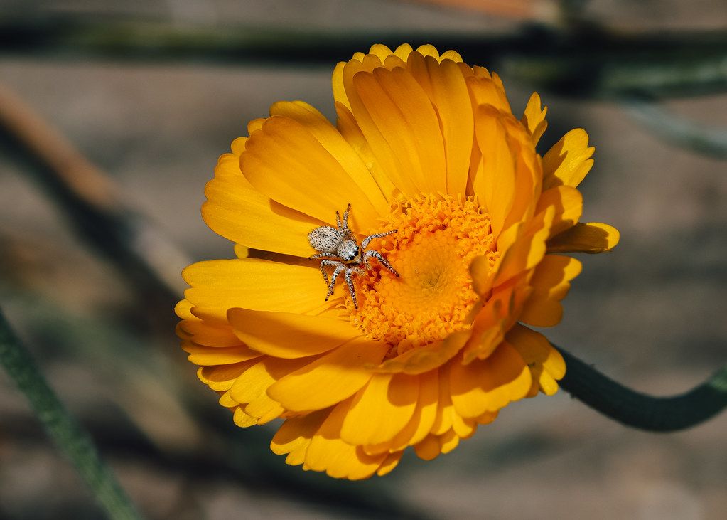 Spider Control service in Castle Rock, CO